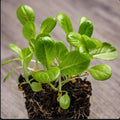 Little Gem Lettuce Seeds, Non-GMO, 2,000 Seeds, Lactuca sativa, Compact Salad Greens for Home Garden, Container Gardening