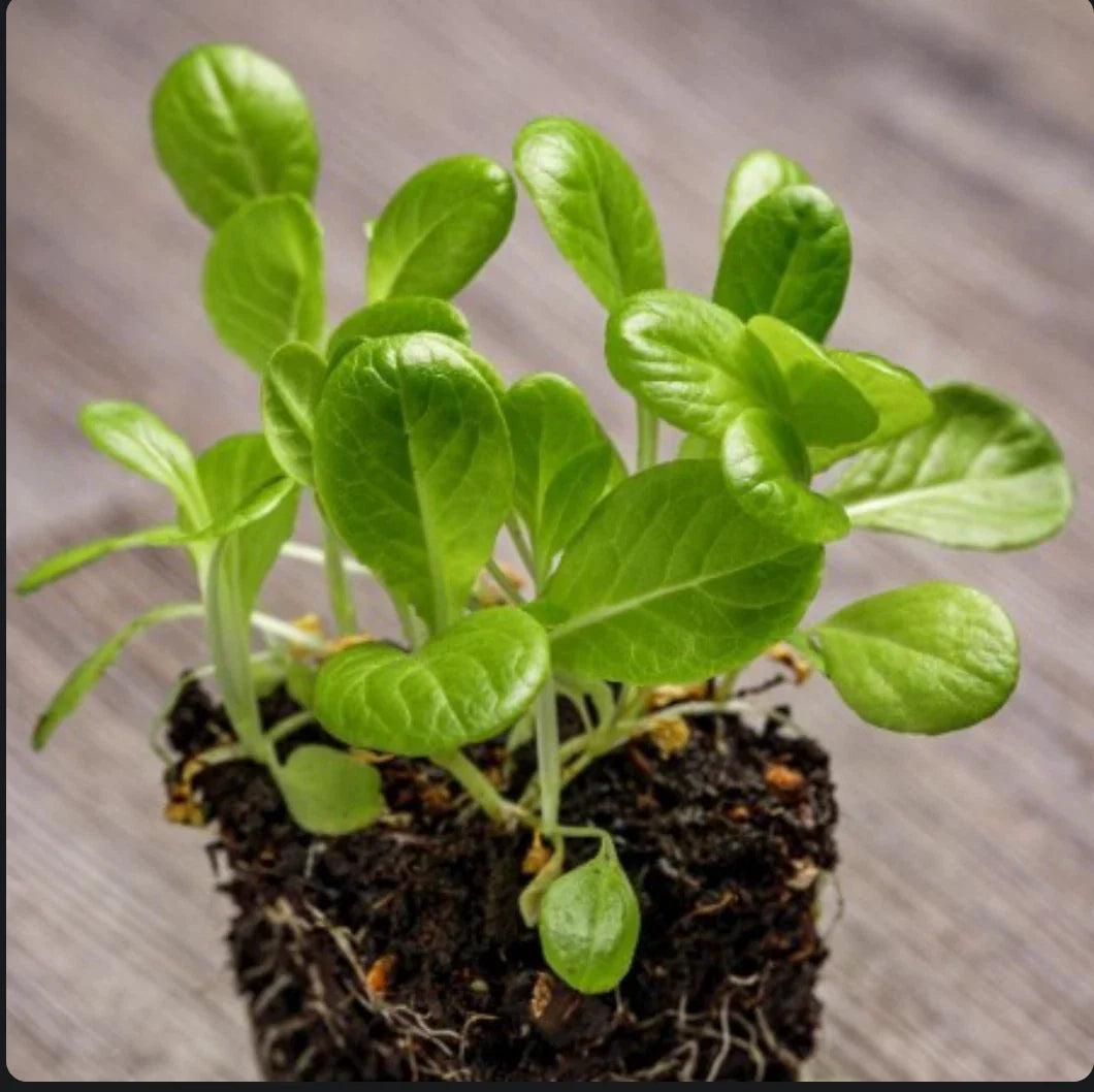 Little Gem Lettuce Seeds, Non-GMO, 2,000 Seeds, Lactuca sativa, Compact Salad Greens for Home Garden, Container Gardening
