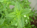 90 Lime Basil Seeds - Rare Herb with Lime Scent - Ocimum basilicum 'Lime' - Annual Herb for Culinary & Garden Use