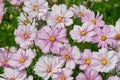 Cosimo Collarette Cosmos Seeds - 200+ Pack - Vibrant Multi-Color Flowers - Easy to Grow Annual - Attracts Pollinators - Free Shipping