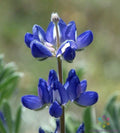 Bicolor Mini Lupine Seeds - 25+ Pack for Garden Planting - Lupinus polyphyllus - Attracts Pollinators