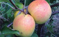 Suncrisp Apple Seeds - Pack of 25+ for Gardening, Malus domestica, Non-GMO, USA Grown, Fruit Tree Planting