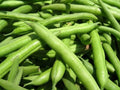 Green Bean Seeds - Landreth Stringless Variety - Non-GMO Phaseolus vulgaris for Home Gardens