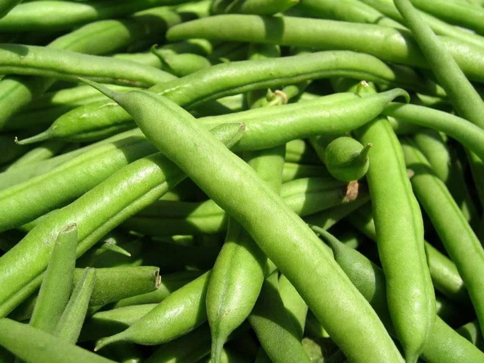 Green Bean Seeds - Landreth Stringless Variety - Non-GMO Phaseolus vulgaris for Home Gardens