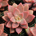Graptosedum 'Alpenglow' Succulent Live Plant 4" Bare Roots - Drought Tolerant, Easy Care