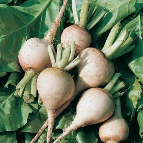 White Albino Beet Seeds - Organic Beta vulgaris for Gardening, Fresh Heirloom Vegetable Seeds