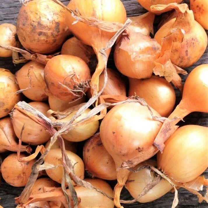 Super Sweet Candy Onion Sets - Vidalia Yellow Granex Bulbs for Planting, Allium cepa 'Granex', Bulb Format, Fast Shipping