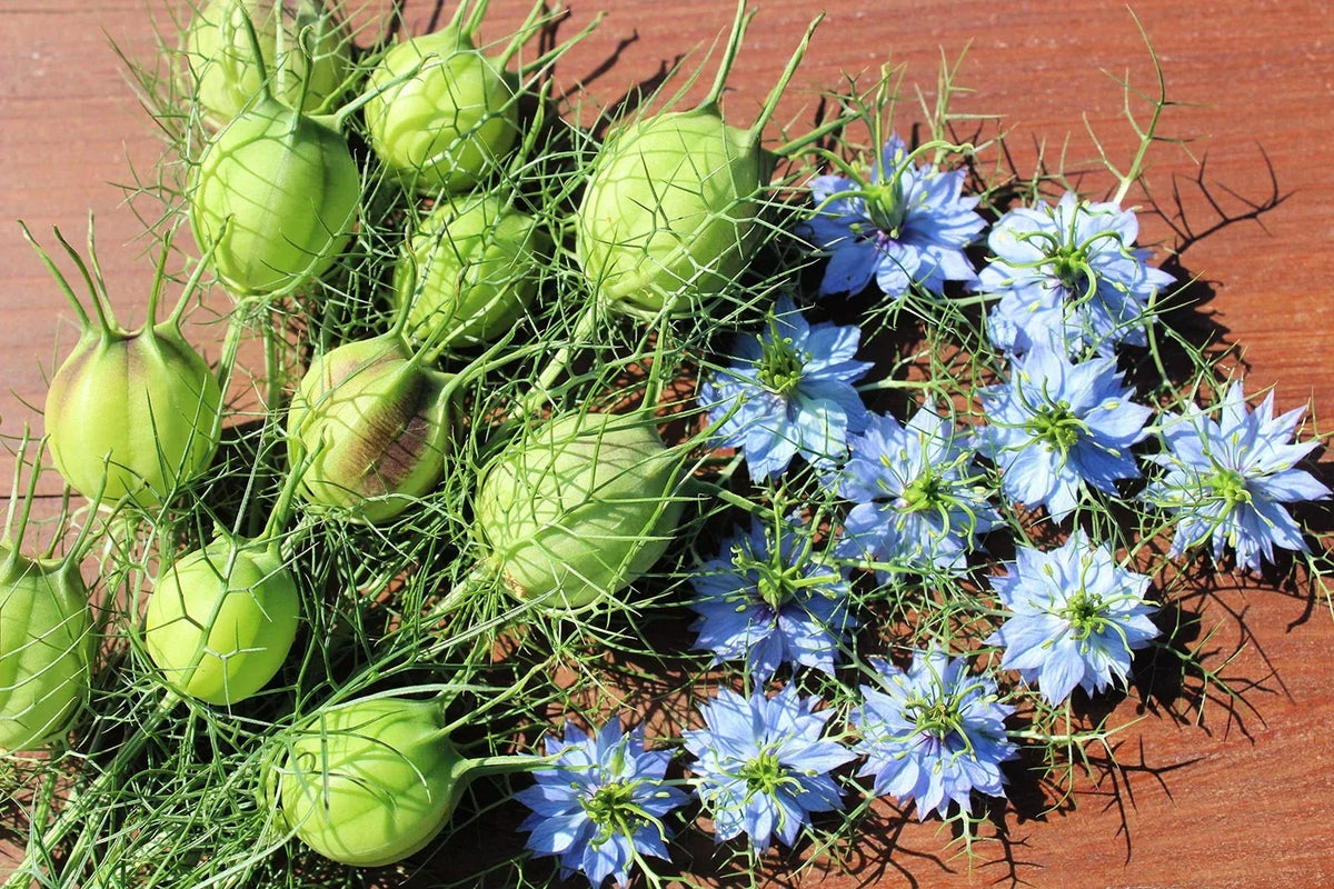 Love in a Mist Flower Seeds 1,000 Nigella damascena Blue White Garden Planting, Ornamental, Pollinator Attracting