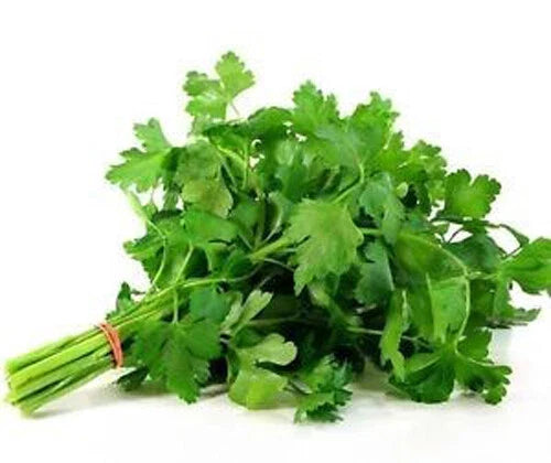 Italian Parsley Seeds - Flat Leaf Herb Pack of 200+ Seeds for Home Garden, Culinary Use, Petroselinum crispum