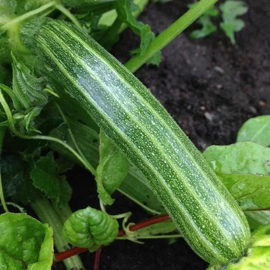 Cocozelle Zucchini Seeds - Non-GMO Italian Summer Squash - Cucurbita pepo Gardening Seeds with Tracking