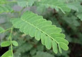 Organic Tamarind Seeds 5oz Tamarindus indica Tropical Tree Fruit Medicinal for Garden and Landscaping