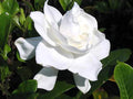 Heirloom Gardenia Bush - 6-Inch White Flowering Cape Jasmine Shrub - Live Rooted Plant Gardenia jasminoides