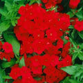Red Drummond Phlox Seeds – Organic, Non-GMO, Vibrant Red Blooms, Phlox drummondii, 200 Seeds for Garden, Landscape & Pollinator Attracting