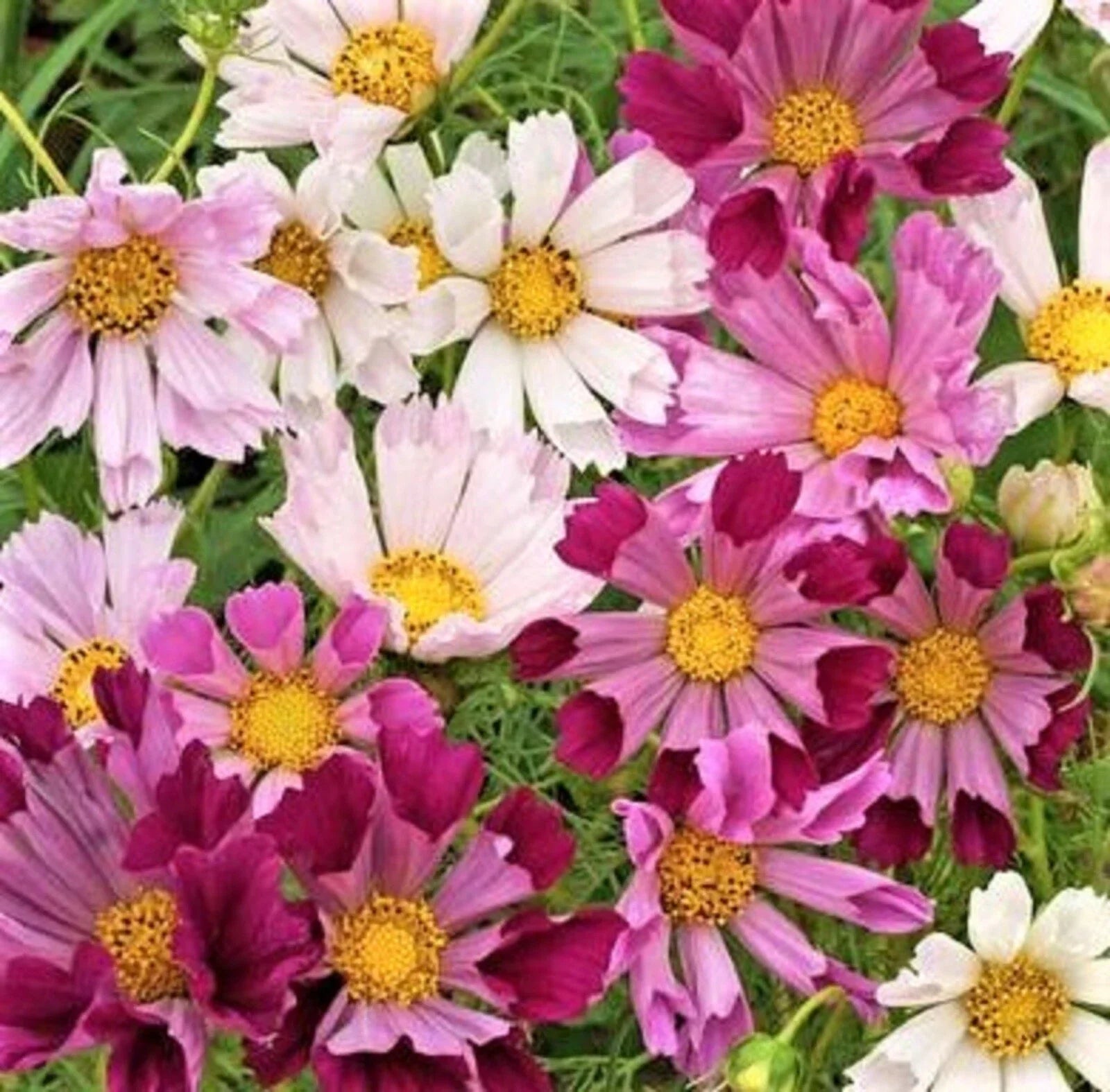 Cosmos Seeds Mix - 100+ Sea Shells Variety Flower Seeds for Garden - Cosmos bipinnatus