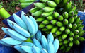 Live Blue Java Banana Tree - Small Rooted Starter Plant - Musa acuminata 'Ice Cream' - Exotic Fruit Plant