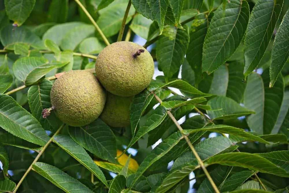 Black Walnut Tree Seeds for Planting - Juglans nigra - 4 Pack of Seeds for Landscaping and Gardening