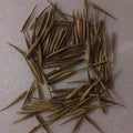 Rare Black Bamboo Seeds - 100+ Count, Exotic Fast-Growing Phyllostachys nigra for Gardening, Privacy Screens & Landscaping