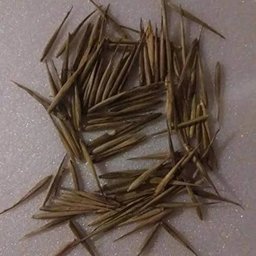 Rare Black Bamboo Seeds - 100+ Count, Exotic Fast-Growing Phyllostachys nigra for Gardening, Privacy Screens & Landscaping