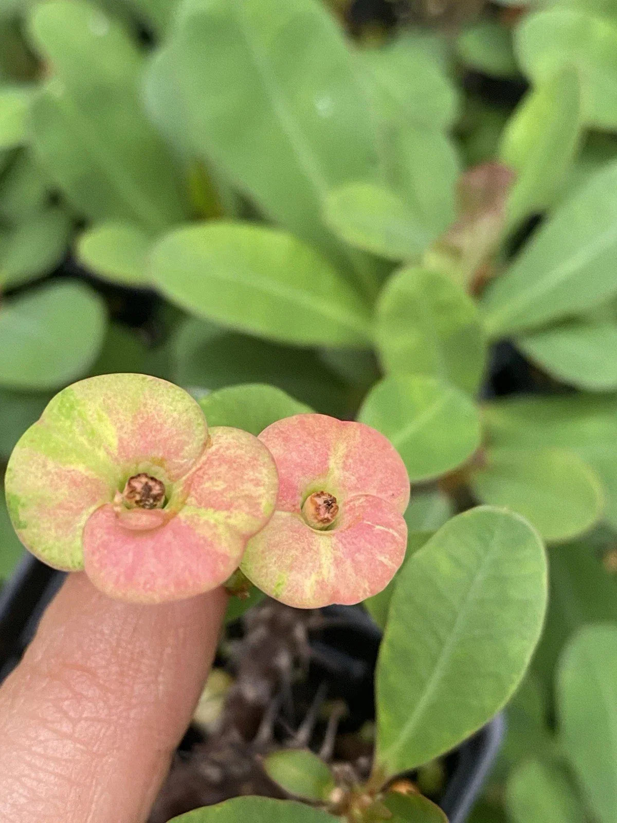 Pink Crown of Thorns Live Plant - Well-Rooted Euphorbia milii Succulent Cactus for Indoor & Outdoor Gardens
