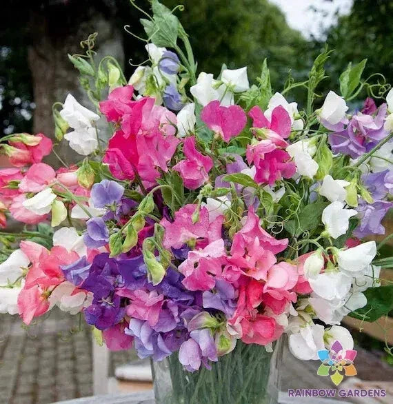 Bijou Dwarf Mix Sweet Pea Seeds - Lathyrus odoratus - Compact Annual Flowering Plant for Garden & Containers