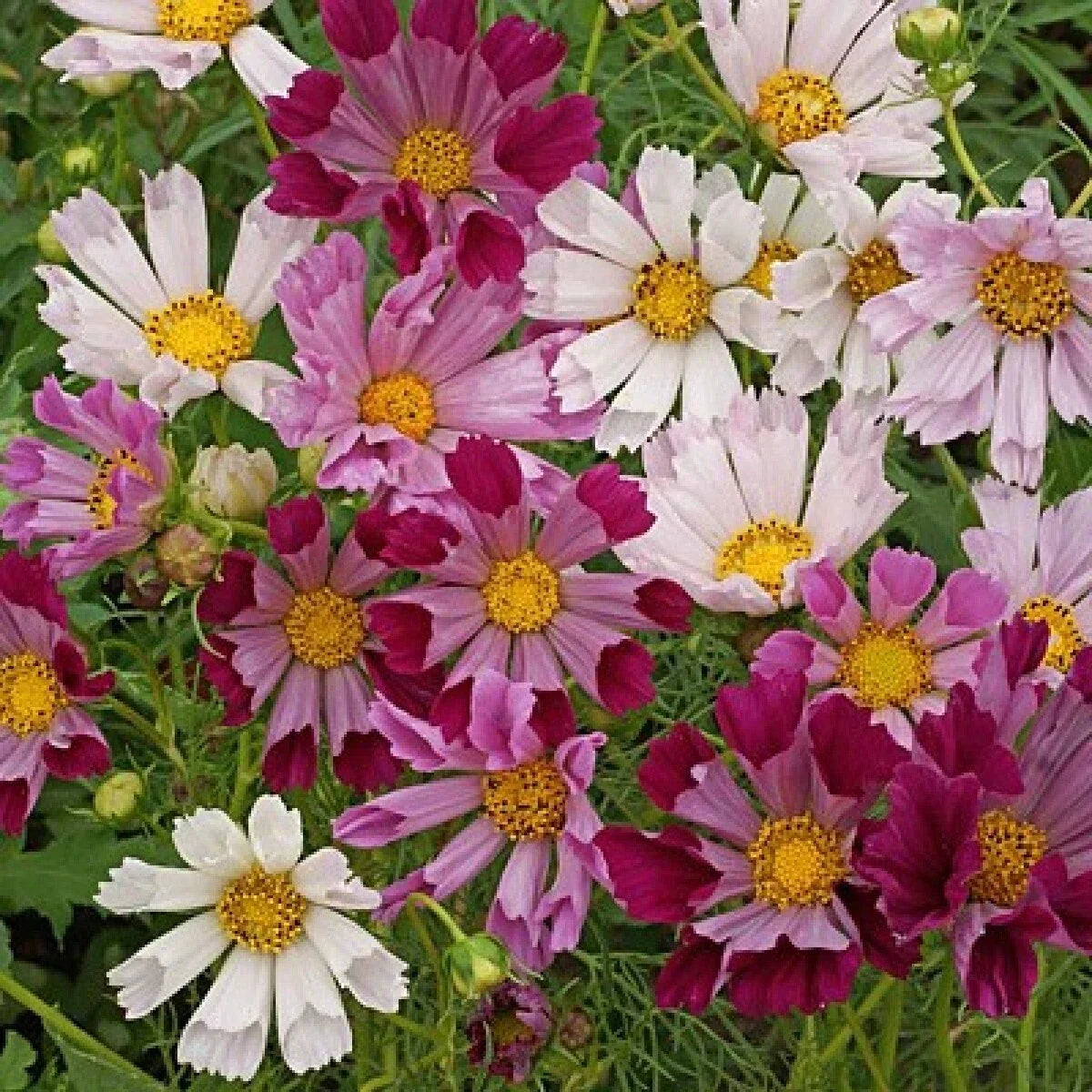 Cosmos Sea Shells Mix Seeds 100 Pack - Vibrant Colors, Cut Flowers, Cosmos bipinnatus, Annual Flower Seeds