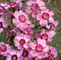 Dianthus Seeds - Cottage Pinks - Perennial Flower Seeds - Dianthus Plumarius - Full Sun to Partial Shade