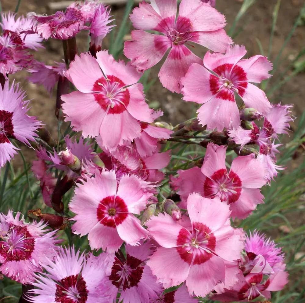 Dianthus Seeds - Cottage Pinks - Perennial Flower Seeds - Dianthus Plumarius - Full Sun to Partial Shade