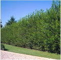 Austree Hybrid Willow Tree Cuttings - 60 Fresh 10 Inch Fast Growing Cuttings