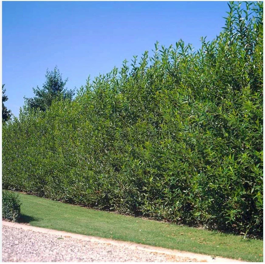 Austree Hybrid Willow Tree Cuttings - 60 Fresh 10 Inch Fast Growing Cuttings