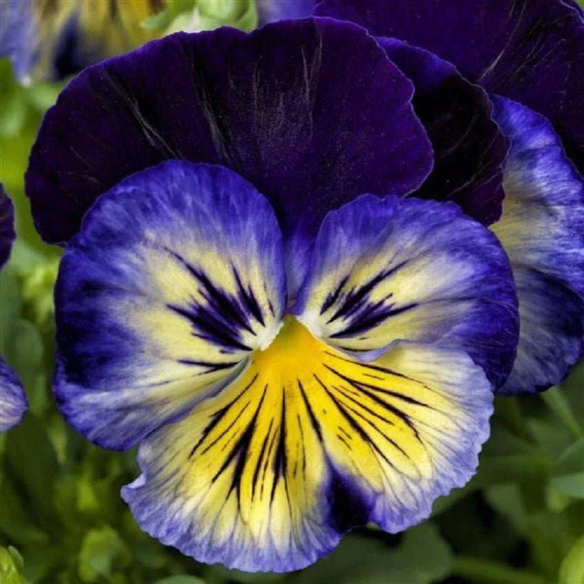 Pansy Seeds - 50 Delta Premium Blue Morpho Viola tricolor var. hortensis for Garden, Containers, Borders