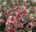 Japanese Flowering Quince Live Plant - Bare Root Shrub, Chaenomeles speciosa 'Toyo Nishiki', Zones 5-9