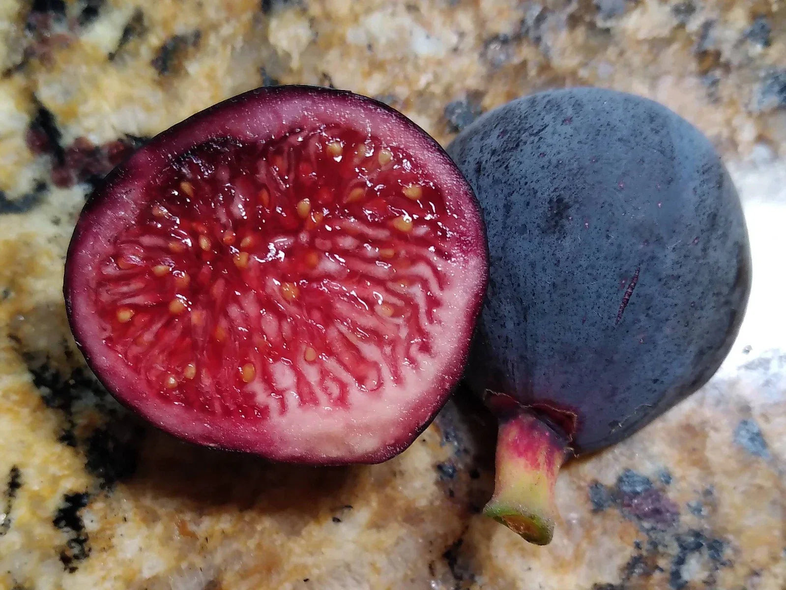 Guajome Fig Tree Cuttings - 2 Purple Figs - Easy to Root Ficus carica Fruit Plant for Garden or Container