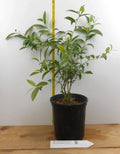 Pink Lemonade Citrus Plant - Large Gallon Container - 3-Year-Old Citrus limon - Pink Foliage & Fruit