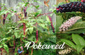 American Pokeweed Seeds, Phytolacca americana, 100 Fresh Seeds for Garden, Berry, Foliage, Wildlife Attractant