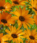 African Daisy Seeds - 100+ Seeds, Colorful Blooms, Delosperma spp., Arctotis stoechadifolia, Full Sun, Easy to Grow
