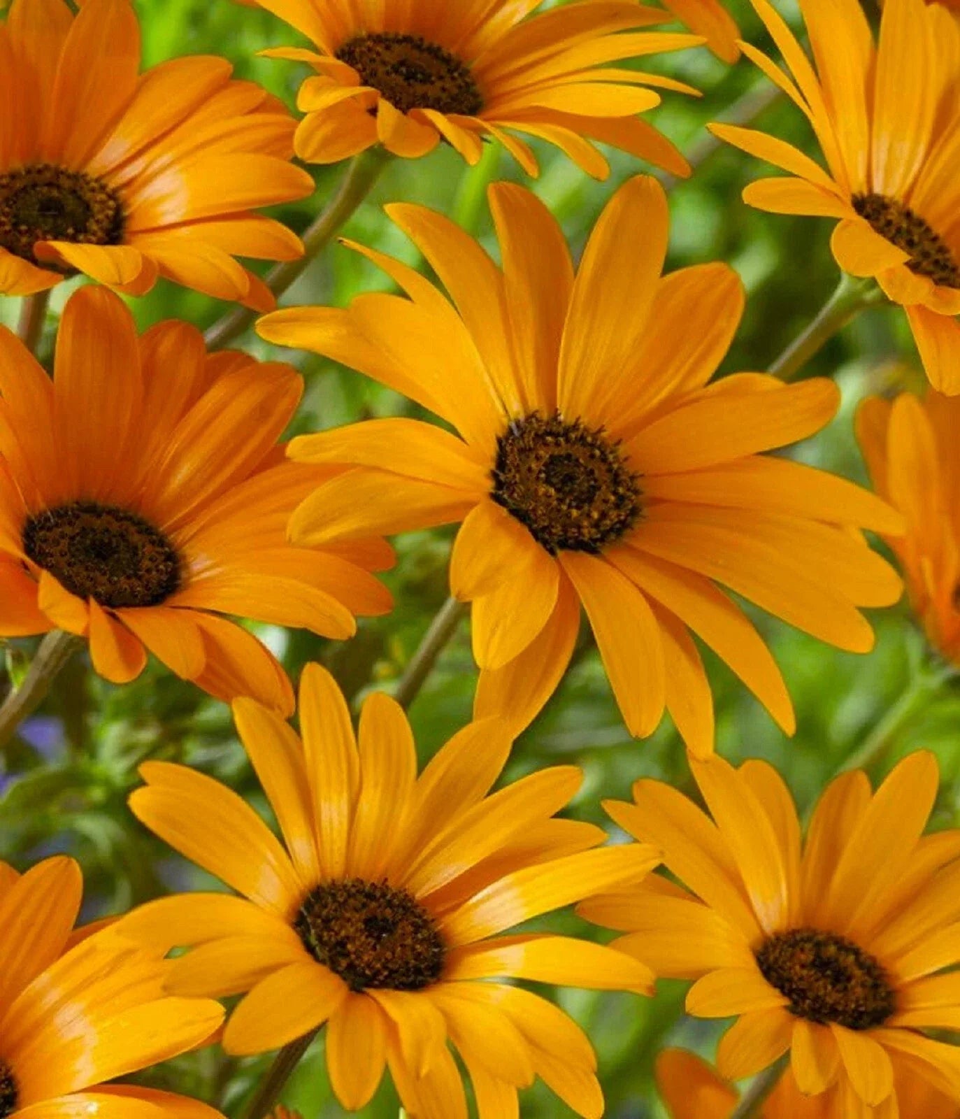 African Daisy Seeds - 100+ Seeds, Colorful Blooms, Delosperma spp., Arctotis stoechadifolia, Full Sun, Easy to Grow