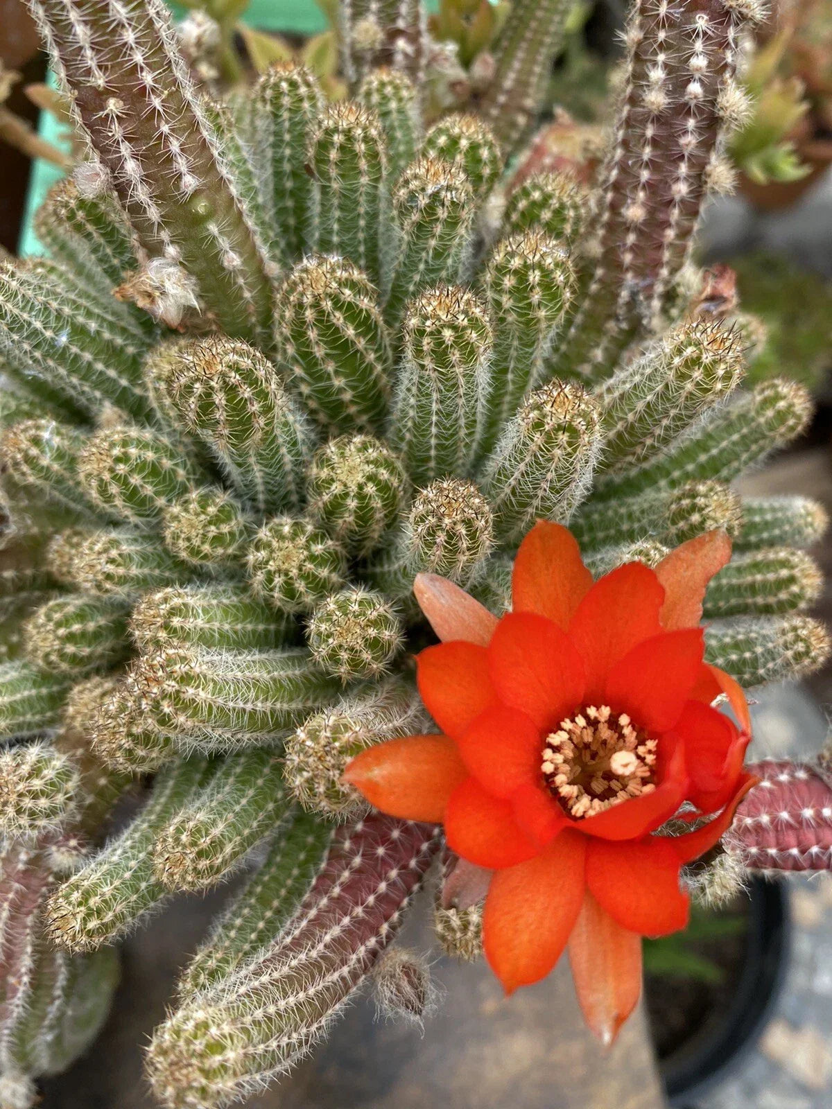 Echinopsis Chamaecereus Peanut Cactus Cuttings - Succulent Plant for Indoor Gardening, Drought-Tolerant, Easy to Grow, Propagation Kit
