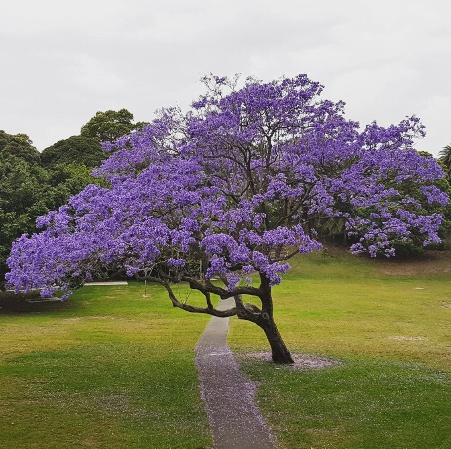 Blue Jacaranda Tree Plant - 6 to 8 Inches - Jacaranda Mimosifolia - Live Indoor Outdoor Tree for Gardens & Landscapes