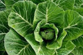 Organic Collard Greens Seeds - Champion Variety - Large Juicy Leaves - Brassica oleracea