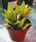 Aloe Juvenna 'Tiger Tooth' Succulent 2-Inch Starter Plant Pot Indoor Green Foliage Easy Care
