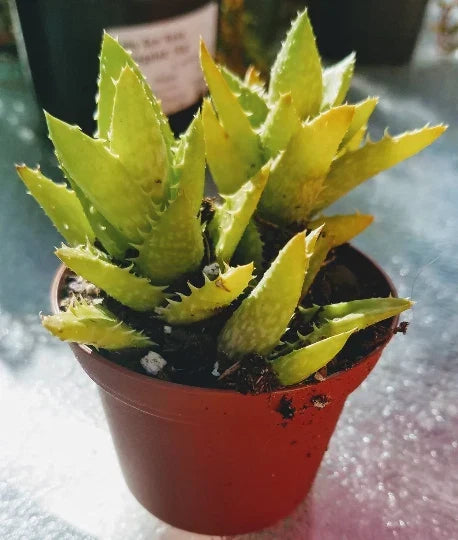 Aloe Juvenna 'Tiger Tooth' Succulent 2-Inch Starter Plant Pot Indoor Green Foliage Easy Care