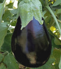 Black Beauty Eggplant Seeds - 100+ Pack, Heirloom Vegetable, Solanum melongena for Garden Cultivation