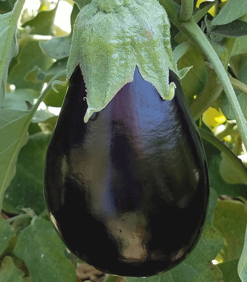 Black Beauty Eggplant Seeds - 100+ Pack, Heirloom Vegetable, Solanum melongena for Garden Cultivation