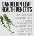 Chicory Seeds 600+ Italian Dandelion Cichorium intybus Non-GMO Open Pollinated for Salad Greens