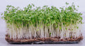 Pak Choi Microgreen Seeds | 40,000+ Brassica rapa Subsp. chinensis Seeds for Indoor & Outdoor Gardening