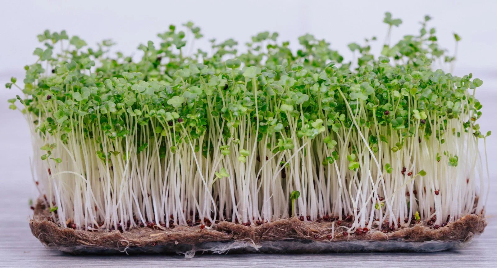 Pak Choi Microgreen Seeds | 40,000+ Brassica rapa Subsp. chinensis Seeds for Indoor & Outdoor Gardening
