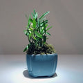 Dendrobium Mini Bonsai Plant in Pot - Huoshan Mizhu Orchid - Indoor Decor, Low Maintenance, Air-Purifying