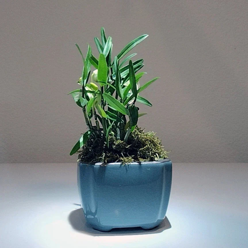 Dendrobium Mini Bonsai Plant in Pot - Huoshan Mizhu Orchid - Indoor Decor, Low Maintenance, Air-Purifying
