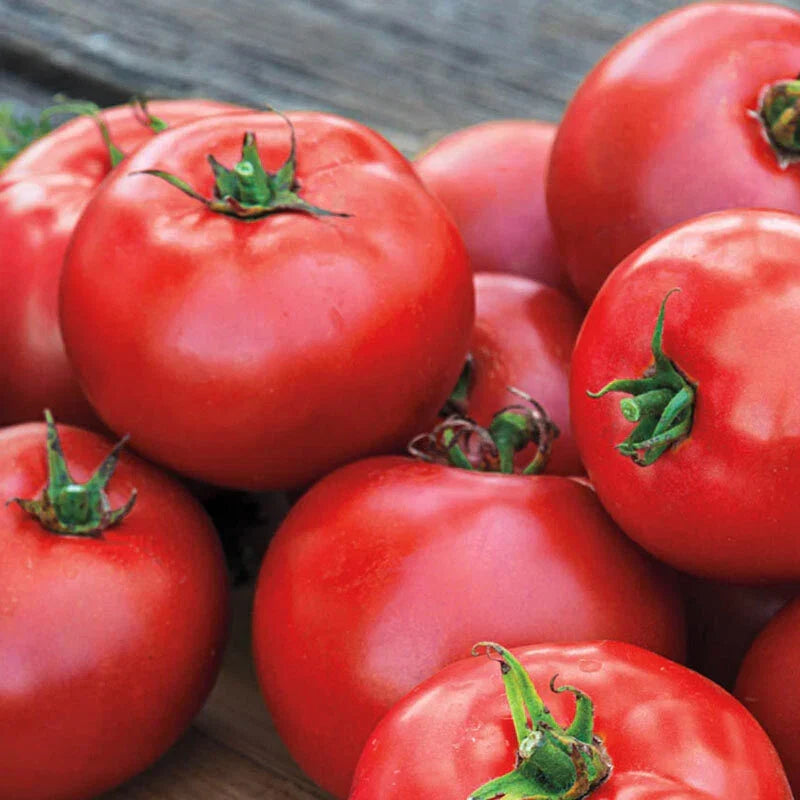 Better Boy Tomato Seeds – Heirloom, Juicy, Large Fruit, Solanum lycopersicum, Vegetable Seeds for Garden & Container Planting