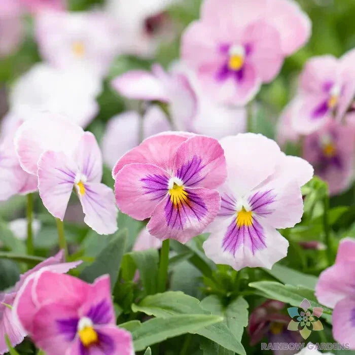 Panola Pink Shades Mix Pansy Seeds - Viola tricolor var. hortensis - 200+ Seeds for Garden, Borders, Containers